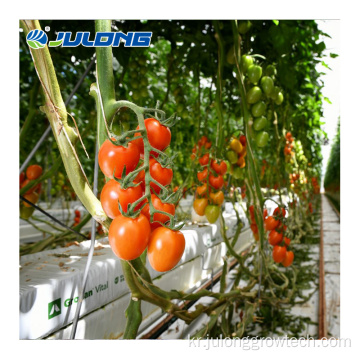토마토를위한 농업 유리 온실